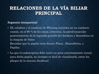 RELACIONES DE LA VÍA BILIAR
PRINCIPAL
Segmento intraparietal
• EL coledoco y el conducto de Wirsung reunidos en un conducto
común, en el 90 % de los casos, atraviesa, la pared muscular
posterointerna de la segunda porción del duodeno y desemboca en
la Ampula de Vater.
Recordar que la papila tiene forma: Plana , Hemisférica, o
Papilar.
• Lo que el endoscopísta debe tener un gran entrenamiento visual,
pues dicha papila, no siempre es facil de visualizarla, entre los
plieges de la mucosa duodenal.
 