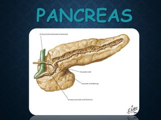 PANCREAS
 