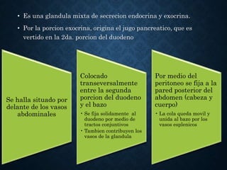 • Es una glandula mixta de secrecion endocrina y exocrina.
• Por la porcion exocrina, origina el jugo pancreatico, que es
vertido en la 2da. porcion del duodeno
Se halla situado por
delante de los vasos
abdominales
Colocado
transeversalmente
entre la segunda
porcion del duodeno
y el bazo
• Se fija solidamente al
duodeno por medio de
tractos conjuntivos
• Tambien contribuyen los
vasos de la glandula
Por medio del
peritoneo se fija a la
pared posterior del
abdomen (cabeza y
cuerpo)
• La cola queda movil y
unida al bazo por los
vasos esplenicos
 