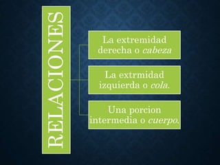 RELACIONES
La extremidad
derecha o cabeza
La extrmidad
izquierda o cola.
Una porcion
intermedia o cuerpo.
 