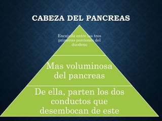 CABEZA DEL PANCREAS
Encajada entre las tres
primeras porciones del
duodeno
Mas voluminosa
del pancreas
De ella, parten los dos
conductos que
desembocan de este
 