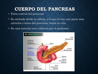 CUERPO DEL PANCREAS
• Parte central del pancreas
• Se extiende desde la cabeza, a lo que lo une una parte mas
estrecha o istmo del pancreas, hasta su cola
• Su cara anterior esta cubierta por el peritoneo
 
