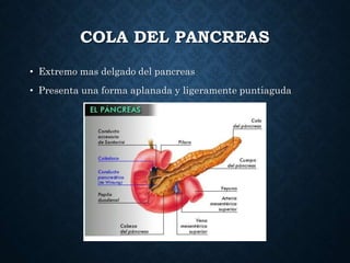 COLA DEL PANCREAS
• Extremo mas delgado del pancreas
• Presenta una forma aplanada y ligeramente puntiaguda
 