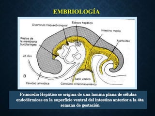 EMBRIOLOGÍA
Primordio Hepático se origina de una lamina plana de células
endodérmicas en la superficie ventral del intestino anterior a la 4ta
semana de gestación
 