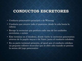 CONDUCTOS ESCRETORES
• Conducto pancreatico principal o de Wirsung
• Conducto que recorre todo el pancreas, desde la cola hasta la
cabeza
• Recoge la secrecion que produce cada una de las unidades
secretoras, o acinis
• Este termina en el duodeno, donde vierte la secrecion pancreatica
atraves de la papila mayor o de Vater, junto al conducto coledoco.
• En su parte terminal presenta, al igual que el conducto coledoco
un pequeno esfinter muscular que se abre solo cuando se precisa
la accion del jugo pancreatico
 