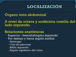 Anatomia 
