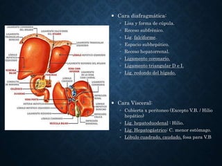  Cara diafragmática:
◦ Lisa y forma de cúpula.
◦ Receso subfrénico.
◦ Lig. falciforme.
◦ Espacio subhepático.
◦ Receso hepatorrenal.
◦ Ligamento coronario.
◦ Ligamento triangular D e I.
◦ Lig. redondo del hígado.
 Cara Vísceral:
◦ Cubierta x peritoneo (Excepto V.B. / Hilio
hepático)
◦ Lig. hepatoduodenal : Hilio.
◦ Lig. Hepatogástrico: C. menor estómago.
◦ Lóbulo cuadrado, caudado, fosa para V.B
 