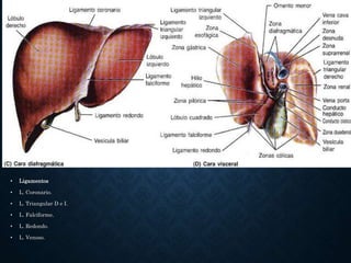 • Ligamentos
• L. Coronario.
• L. Triangular D e I.
• L. Falciforme.
• L. Redondo.
• L. Venoso.
 