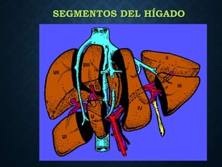 SEGMENTOS DEL HÍGADO
 