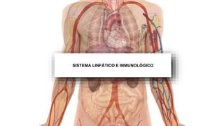 Anatomía del sistema linfático. Ilustración por: José Zambrano