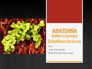 ANATOMÍA 
Infecciones 
Estafilocócicas 
Por: 
José Fernando 
Bustamante Moncayo 
 