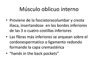 Músculo oblicuo interno
• Proviene de la fasciatoracolumbar y cresta
iliaca, insertandose en los bordes inferiores
de las 3 o cuatro costillas inferiores
• Las fibras más inferiores se arquean sobre el
cordonespermatico o ligamento redondo
formando la capa cremastérica
• “hands in the back pockets”
 