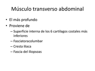 Músculo transverso abdominal
• El más profundo
• Proviene de
– Superficie interna de los 6 cartilagos costales más
inferiores
– Fasciatoracolumbar
– Cresta iliaca
– Fascia del iliopsoas
 