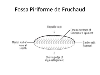 Fossa Piriforme de Fruchaud
 