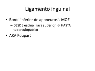 Ligamento inguinal
• Borde inferior de aponeurosis MOE
– DESDE espina iliaca superior  HASTA
tuberculopubico
• AKA Poupart
 