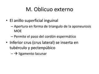 M. Oblicuo externo
• El anillo superficial inguinal
– Apertura en forma de triangulo de la aponeurosis
MOE
– Permite el paso del cordón espermático
• Inferior crus (crus lateral) se inserta en
tubérculo y pectenpúbico
–  ligamento lacunar
 