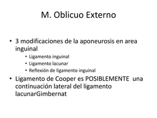 M. Oblicuo Externo
• 3 modificaciones de la aponeurosis en area
inguinal
• Ligamento inguinal
• Ligamento lacunar
• Reflexión de ligamento inguinal
• Ligamento de Cooper es POSIBLEMENTE una
continuación lateral del ligamento
lacunarGimbernat
 