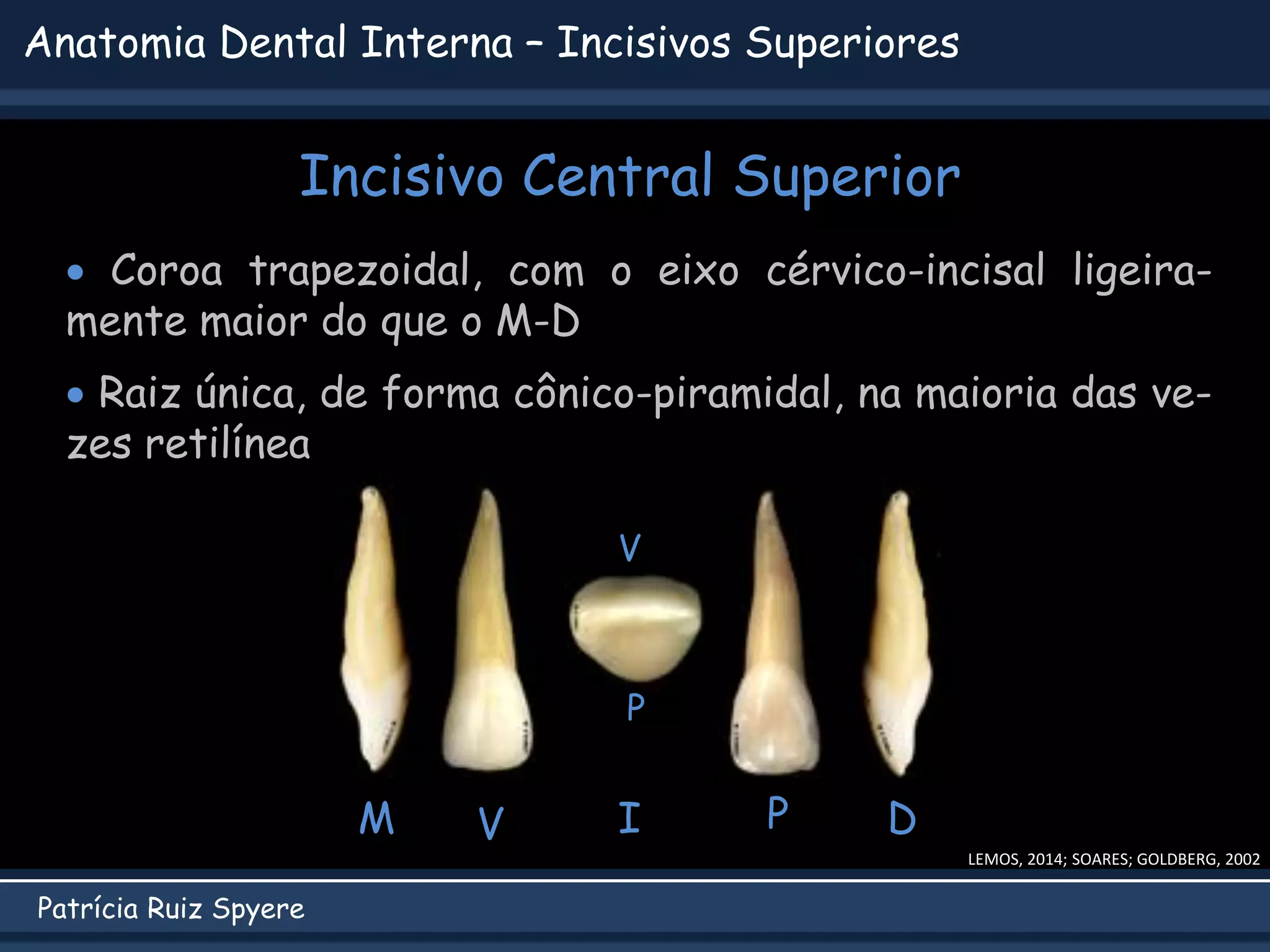 Anatomia Interna Dental.pdf