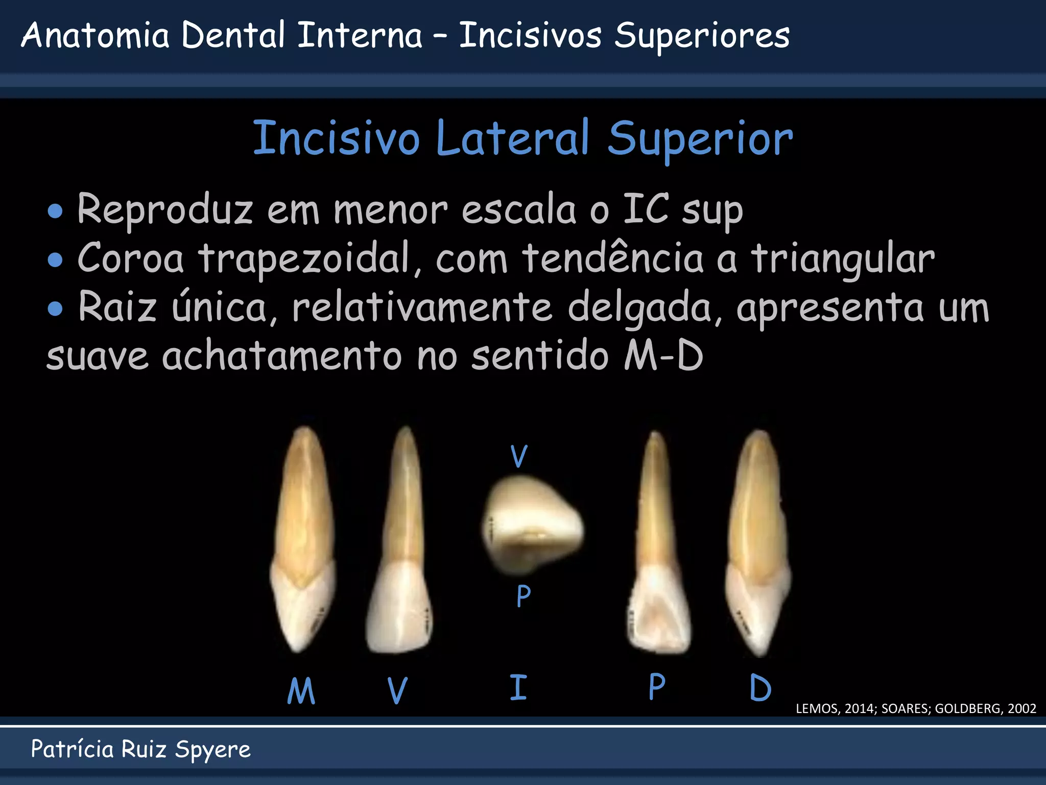 Anatomia Interna Dental.pdf
