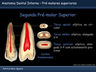 Patrícia Ruiz Spyere
Anatomia Dental Interna – Pré-molares superiores
Segundo Pré-molar Superior
LEMOS, 2014; SOARES; GOLDBERG, 2002
Cortes
transversais
Terço apical: elíptica ou cir-
cular
Terço médio: elíptica, alongada
V-P
Terço cervical: elíptica, alon-
gada V-P com achatamento pro-
ximal
 