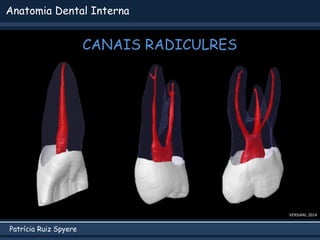 Patrícia Ruiz Spyere
Anatomia Dental Interna
CANAIS RADICULRES
VERSIANI, 2014
 