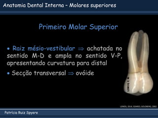 Patrícia Ruiz Spyere
Anatomia Dental Interna – Molares superiores
Primeiro Molar Superior
LEMOS, 2014; SOARES; GOLDBERG, 2002
 Raiz mésio-vestibular  achatada no
sentido M-D e ampla no sentido V-P,
apresentando curvatura para distal
 Secção transversal  ovóide
 