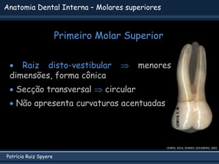 Patrícia Ruiz Spyere
Anatomia Dental Interna – Molares superiores
Primeiro Molar Superior
LEMOS, 2014; SOARES; GOLDBERG, 2002
 Raiz disto-vestibular  menores
dimensões, forma cônica
 Secção transversal  circular
 Não apresenta curvaturas acentuadas
 