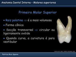 Patrícia Ruiz Spyere
Anatomia Dental Interna – Molares superiores
Primeiro Molar Superior
CASTELLUCCI, 2009; ; SOARES; GOLDBERG, 2002
 Raiz palatina  é a mais volumosa
 Forma cônica
 Secção transversal  circular ou
ligeiramente ovóide
 Quando curva, a curvatura é para
vestibular
 
