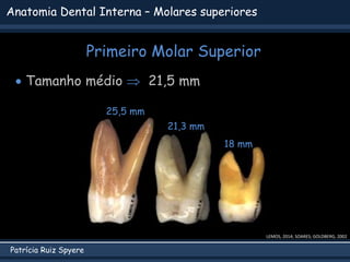Patrícia Ruiz Spyere
Anatomia Dental Interna – Molares superiores
Primeiro Molar Superior
LEMOS, 2014; SOARES; GOLDBERG, 2002
 Tamanho médio  21,5 mm
25,5 mm
21,3 mm
18 mm
 