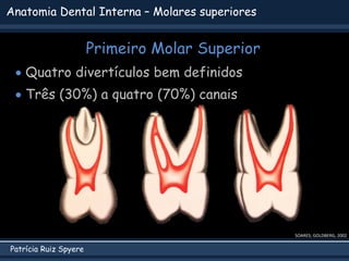 Patrícia Ruiz Spyere
Anatomia Dental Interna – Molares superiores
Primeiro Molar Superior
SOARES; GOLDBERG, 2002
 Quatro divertículos bem definidos
 Três (30%) a quatro (70%) canais
 
