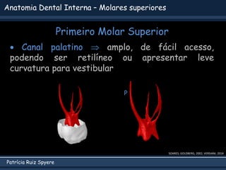 Patrícia Ruiz Spyere
Anatomia Dental Interna – Molares superiores
Primeiro Molar Superior
SOARES; GOLDBERG, 2002; VERSIANI, 2014
 Canal palatino  amplo, de fácil acesso,
podendo ser retilíneo ou apresentar leve
curvatura para vestibular
P
 