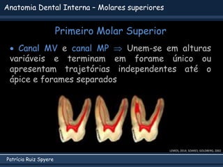 Patrícia Ruiz Spyere
Anatomia Dental Interna – Molares superiores
Primeiro Molar Superior
LEMOS, 2014; SOARES; GOLDBERG, 2002
 Canal MV e canal MP  Unem-se em alturas
variáveis e terminam em forame único ou
apresentam trajetórias independentes até o
ápice e forames separados
 