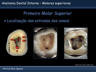 Patrícia Ruiz Spyere
Anatomia Dental Interna – Molares superiores
Primeiro Molar Superior
CASTELLUCCI, 2009; LEMOS, 2014;
 Localização das entradas dos canais
 