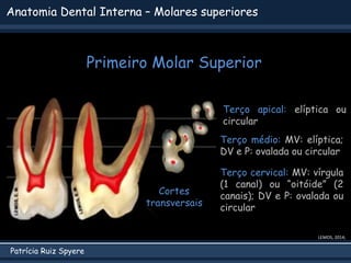 Patrícia Ruiz Spyere
Anatomia Dental Interna – Molares superiores
Primeiro Molar Superior
LEMOS, 2014;
Terço apical: elíptica ou
circular
Terço médio: MV: elíptica;
DV e P: ovalada ou circular
Terço cervical: MV: vírgula
(1 canal) ou “oitóide” (2
canais); DV e P: ovalada ou
circular
 