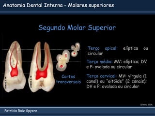 Patrícia Ruiz Spyere
Anatomia Dental Interna – Molares superiores
Segundo Molar Superior
LEMOS, 2014;
Terço apical: elíptica ou
circular
Terço médio: MV: elíptica; DV
e P: ovalada ou circular
Terço cervical: MV: vírgula (1
canal) ou “oitóide” (2 canais);
DV e P: ovalada ou circular
 