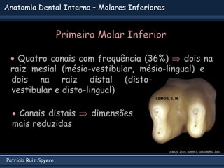 Patrícia Ruiz Spyere
Anatomia Dental Interna – Molares Inferiores
LEMOS, 2014; SOARES; GOLDBERG, 2002
 Quatro canais com frequência (36%)  dois na
raiz mesial (mésio-vestibular, mésio-lingual) e
 Canais distais  dimensões
mais reduzidas
dois na raiz distal (disto-
vestibular e disto-lingual)
Primeiro Molar Inferior
 