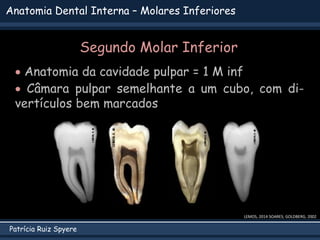 Patrícia Ruiz Spyere
Anatomia Dental Interna – Molares Inferiores
LEMOS, 2014 SOARES; GOLDBERG, 2002
 Anatomia da cavidade pulpar = 1 M inf
 Câmara pulpar semelhante a um cubo, com di-
vertículos bem marcados
Segundo Molar Inferior
 