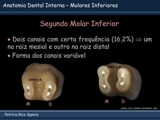 Patrícia Ruiz Spyere
Anatomia Dental Interna – Molares Inferiores
LEMOS, 2014; SOARES; GOLDBERG, 2002
 Dois canais com certa frequência (16,2%)  um
na raiz mesial e outro na raiz distal
 Forma dos canais variável
M
M
D
D
Segundo Molar Inferior
 