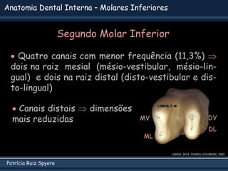 Patrícia Ruiz Spyere
Anatomia Dental Interna – Molares Inferiores
LEMOS, 2014; SOARES; GOLDBERG, 2002
 Quatro canais com menor frequência (11,3%) 
dois na raiz mesial (mésio-vestibular, mésio-lin-
gual) e dois na raiz distal (disto-vestibular e dis-
to-lingual)
 Canais distais  dimensões
mais reduzidas MV
ML
DV
DL
Segundo Molar Inferior
 