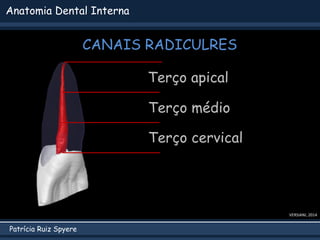Patrícia Ruiz Spyere
Anatomia Dental Interna
CANAIS RADICULRES
VERSIANI, 2014
Terço apical
Terço médio
Terço cervical
 