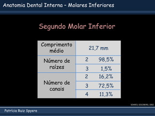 Patrícia Ruiz Spyere
Anatomia Dental Interna – Molares Inferiores
SOARES; GOLDBERG, 2002
Comprimento
médio
Número de
raízes
Número de
canais
21,7 mm
2 16,2%
3 72,5%
2 98,5%
3 1,5%
4 11,3%
Segundo Molar Inferior
 
