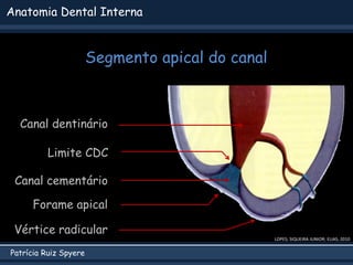 Patrícia Ruiz Spyere
Anatomia Dental Interna
Segmento apical do canal
LOPES; SIQUEIRA JUNIOR; ELIAS, 2010
Canal dentinário
Canal cementário
Limite CDC
Vértice radicular
Forame apical
a
 