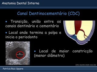 Patrícia Ruiz Spyere
Anatomia Dental Interna
Canal Dentinocementário (CDC)
LOPES; SIQUEIRA JUNIOR; ELIAS, 2010
*
 Transição, união entre os
canais dentinário e cementário
 Local de maior constricção
(menor diâmetro)
 Local onde termina a polpa e
inicia o periodonto
 