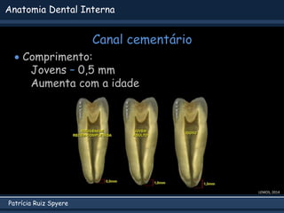 Patrícia Ruiz Spyere
Anatomia Dental Interna
Canal cementário
LEMOS, 2014
 Comprimento:
Jovens – 0,5 mm
Aumenta com a idade
 