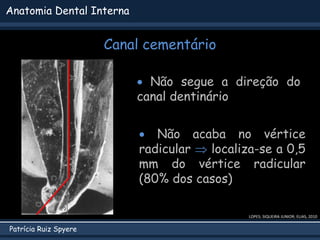 Patrícia Ruiz Spyere
Anatomia Dental Interna
Canal cementário
LOPES; SIQUEIRA JUNIOR; ELIAS, 2010
 Não segue a direção do
canal dentinário
 Não acaba no vértice
radicular  localiza-se a 0,5
mm do vértice radicular
(80% dos casos)
 