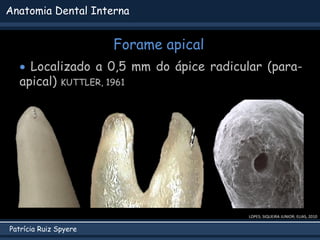 Patrícia Ruiz Spyere
Anatomia Dental Interna
Forame apical
LOPES; SIQUEIRA JUNIOR; ELIAS, 2010
 Localizado a 0,5 mm do ápice radicular (para-
apical) KUTTLER, 1961
 