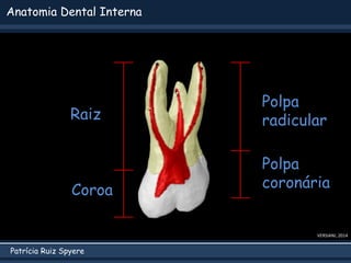 Patrícia Ruiz Spyere
Anatomia Dental Interna
Coroa
Raiz
Polpa
coronária
Polpa
radicular
VERSIANI, 2014
 