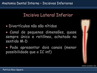 Patrícia Ruiz Spyere
Anatomia Dental Interna – Incisivos Inferiores
Incisivo Lateral Inferior
 Divertículos não são nítidos
 Canal de pequenas dimensões, quase
sempre único e retilíneo, achatado no
sentido M-D
 Pode apresentar dois canais (menor
possibilidade que o IC inf)
SOARES; GOLDBERG, 2002
 