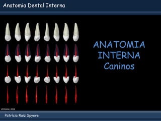 Patrícia Ruiz Spyere
Anatomia Dental Interna
ANATOMIA
INTERNA
Caninos
VERSIANI, 2014
 
