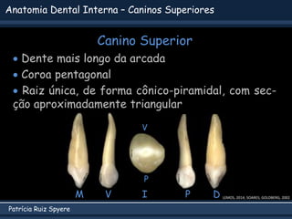 Patrícia Ruiz Spyere
Anatomia Dental Interna – Caninos Superiores
Canino Superior
 Dente mais longo da arcada
 Coroa pentagonal
 Raiz única, de forma cônico-piramidal, com sec-
ção aproximadamente triangular
V P D
M I
V
P
LEMOS, 2014; SOARES; GOLDBERG, 2002
 